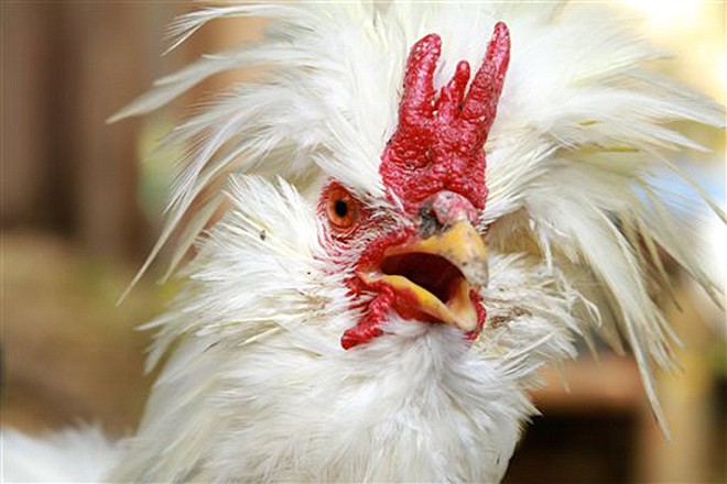 Mr. Rooster, an endangered white sultan, listens for disturbances in the Cornelius, Oregon backyard of his owner, Megan Keller. Together with her husband, Dan, Keller has accumulated six noise citations in five months as a result of Mr. Rooster's crowing. At a hearing scheduled for Wednesday Dan and Megan could be fined as much as $3,000.