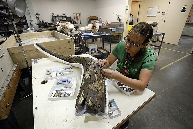 Paleontology student Hillary McLean pieces back together the tusk of an ancient mastodon, part of an extensive discovery unearthed from Snowmass, Colorado inside a workroom at the Denver Museum of Nature and Science. A trove of ancient bones from gigantic animals discovered in the Colorado mountains provides a fascinating look at what happened about 120,000 years ago when the Earth got as warm as it is today, scientists say. 