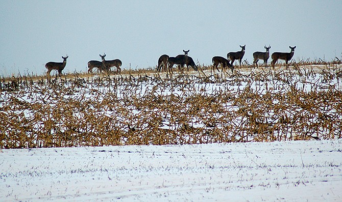 Late in the year, deer often herd up in and around food sources.