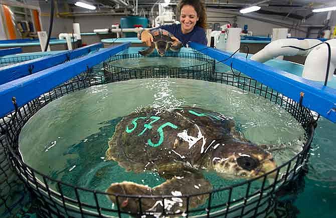 A rescued sea turtle swims in its tank as NOAA research fishery biologist Lyndsey Howell places another turtle in an adjoining enclosure at the NOAA Fisheries Service Sea Turtle Facility in Galveston, Texas, Friday, Dec. 5, 2014. Dozens of turtles arrived at the facility from the Boston area to be rehabilitated after a recent cold snap caused them to wash ashore. Since mid-November, more than 600 sea turtles have been rescued after washing up on the beach at the north end of Cape Cod, said The New England Aquarium in Boston spokesman Tony LaCasse. 