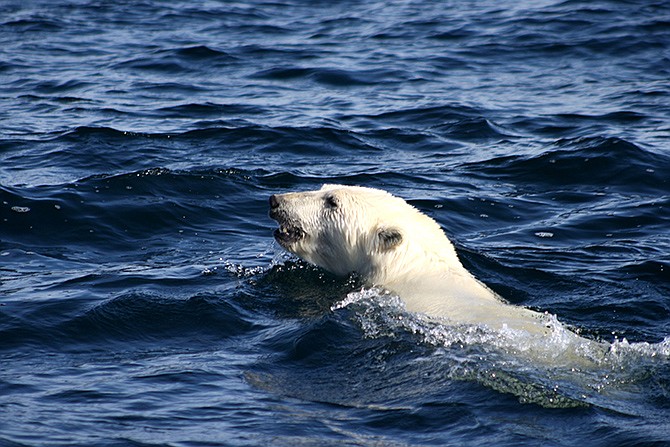 This undated photo provided by NOAA shows a polar bear swimming. Earth's icy northern region lost more of its signature whiteness that reflects the sun's heat. It was replaced temporarily with dark land and water that absorbs more energy, keeping yet more heat on already warming planet, according to the Arctic report card issued Thursday.