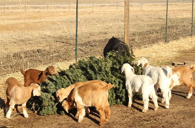 Several goats munch on a pine tree in Reno. They are owned by Vince Thomas, founder of Goat Grazers, who along with his 40 goats are teaming up with the Truckee Meadows Fire Protection District to help recycle Christmas trees and keep them out of landfills.
