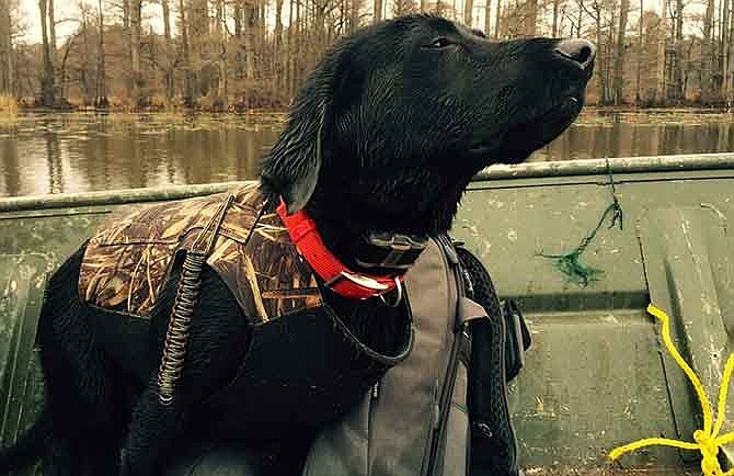 Willie, now 11-months old, retrieved four ducks on his first hunt, while wearing Junior's old vest. 