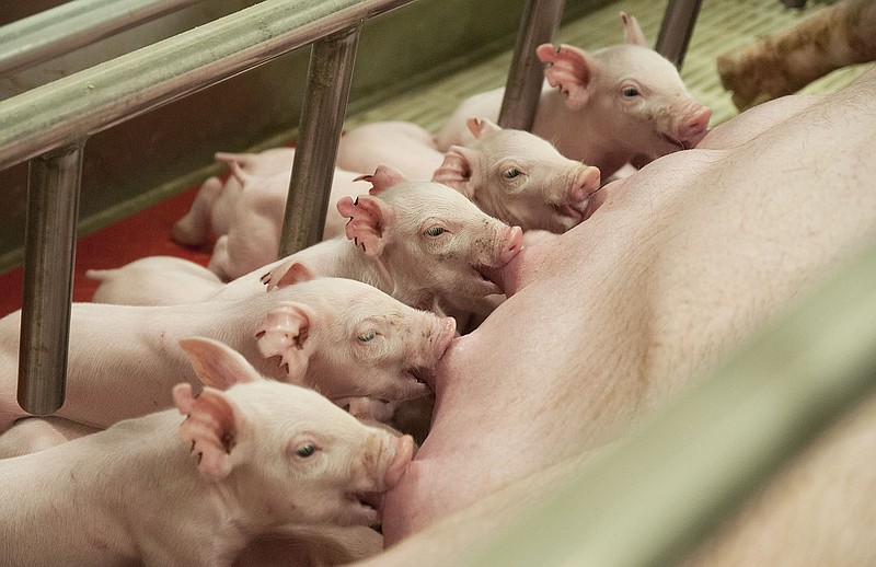Piglets drink milk from their mother inside the University of Missouri's National Swine Resource and Research Center during an informational tour for the media in 2014.