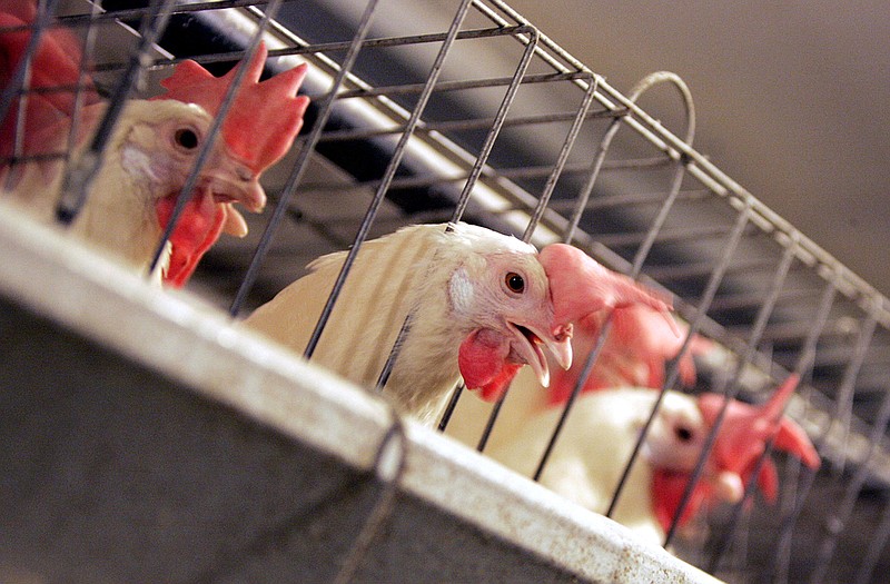 Chickens huddle in their cages at an egg processing plant at the Dwight Bell Farm in Atwater, California.