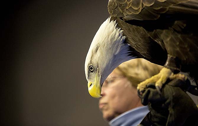 Kathy Binkley holds Phoenix, a female bald eagle from the Dickinson Park Zoo in Springfield, Saturday, Jan. 24, 2015, at Runge Nature Center during the center's Eagle Adventures event. Along with eagles, other activities included eagle-related arts and crafts, and a nest building activity outside.