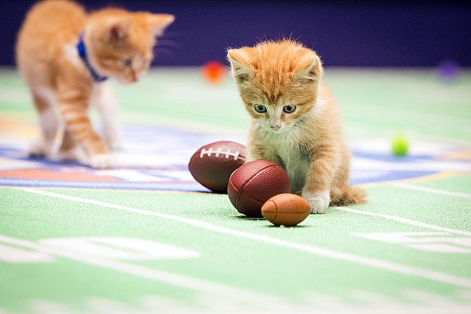 This photo provided by Crown Media Family Networks shows kittens playing football in a scene from the Hallmark Channel's "Kitten Bowl II," airing on Sunday at 11 a.m. CST.  