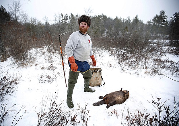 Brian Cogill prepares to pack up a beaver he trapped Jan. 15 in Limington, Maine. Market slowdowns in big fur-buying countries like Russia, China and Korea are hurting prices, and recent warm winters haven't helped trappers and auctioneers.