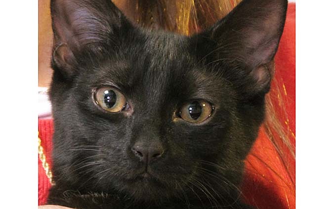 Peyton, a black cat, is held while in her temporary foster home in Lacey Township, N.J., on Thursday, Feb. 12, 2015. The founder of a cat rescue group that placed Peyton in a temporary home says black cats are the hardest to place for adoption because some people don't want them, based on superstition.