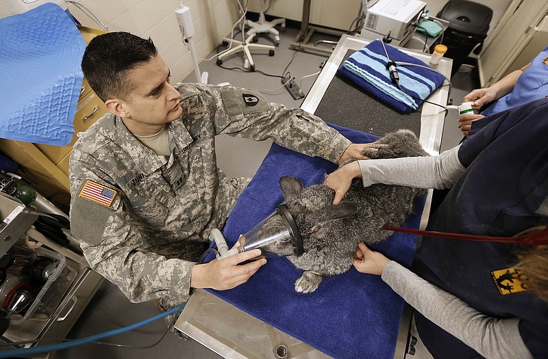 Capt. Eric Zuniga, an Army veterinarian from Fort Campbell, administers anesthetic to Fezzik, a Flemish Giant rabbit, before examining the rabbit's inflamed ear at the Nashville Zoo in Nashville, Tenn. In order to be ready for whatever is thrown at them while deployed or at home, Fort Campbell veterinarians and techs are improving their skills by going on rounds at the Nashville Zoo. 