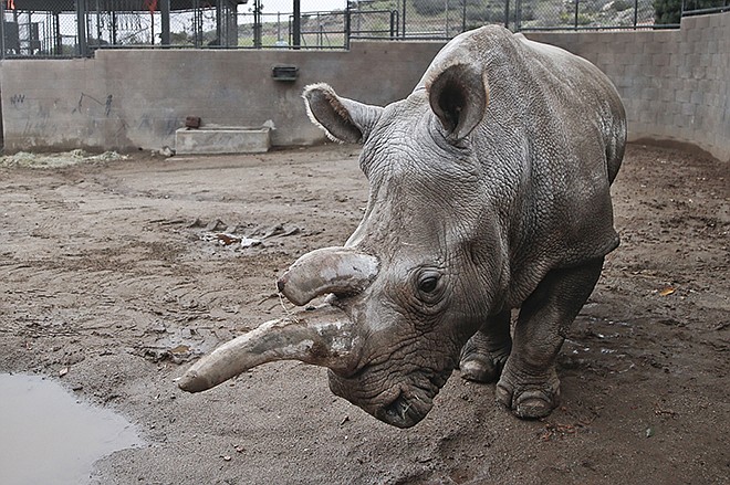 Nola, a 40-year-old northern white rhino who is only one of five remaining of the species, wanders around her enclosure Dec. 31, at the San Diego Zoo Safari Park on a cold winter day in Escondido, Calfornia. The survival of the northern white rhinoceros and dozens of other species could hinge on the Frozen Zoo, whose collection amassed over nearly 40 years has become the largest gene bank of its kind.