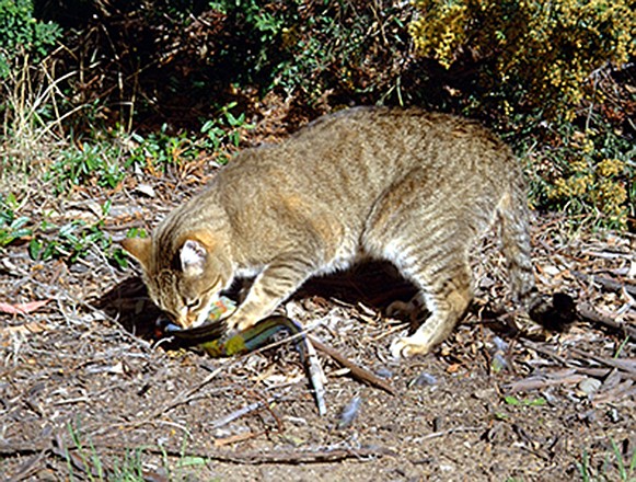 A feral cat catches and eats a crimson rosella bird at an unknown location in Australia. Researchers have found that much of the Australian species' decline coincided with the introduction of two animals: the feral cat, which sailors brought to Australia on ships as a means of pest control, and red foxes, brought to the continent for hunting.