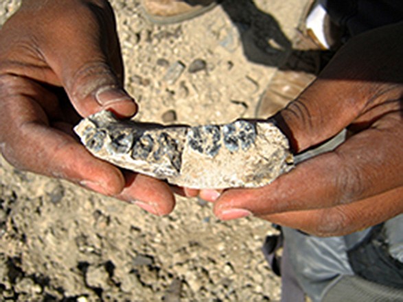 This 2013 photo provided by Kaye Reed shows the LD 350-1 mandible just steps from where it was sighted in Ethiopia by Chalachew Seyoum, an ASU graduate student. The jawbone fragment is the oldest known fossil from an evolutionary tree branch that eventually led to modern humans, scientists reported on Wednesday. 