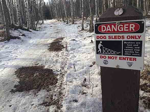 Bare patches of grass and mud are seen on sled dog trails Thursday in Anchorage, Alaska. Warm weather and barren trails south of the Alaska Range prompted race officials to move the official start of the race from the greater Anchorage area to Fairbanks.