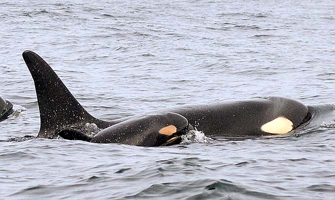 In this Wednesday, Feb. 25, 2015 photo provided by the National Oceanic and Atmospheric Administration, (NOAA) a new baby orca swims alongside an adult whale, believed to be its mother, about 15 miles off the coast of Westport, Wash. U.S. biologists following endangered killer whales from a research vessel spotted the newborn orca off the coast of Washington state on Wednesday with other whales in the "L" pod, one of three families of southern resident killer whales that frequent inland Washington waters. This is the third baby born to the whale pods in recent months, bringing the Puget Sound's endangered population to 80, still dangerously low. (AP Photo/National Oceanic and Atmospheric Administration, Candice Emmons)