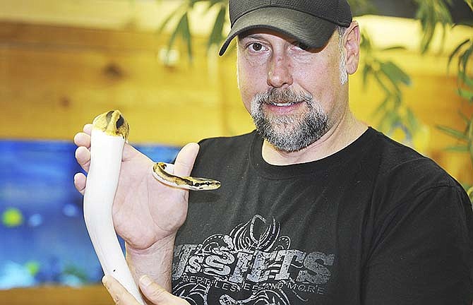 
CJ Weadick holds a Piedbald ball python he has cross-bred to achieve the distinctive coloration. Weadick owns CJ's Pets in the lower level of the Leslie Boulevard Plaza in Jefferson City.