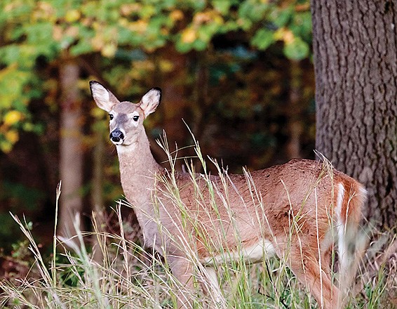 A white-tailed doe is pictured above. (Missouri Department of Conservation photo)