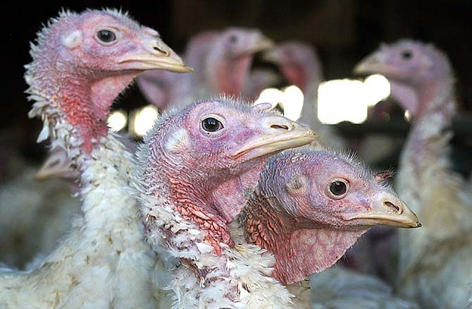 In this Nov. 2, 2005 file photo, turkeys are pictured at a turkey farm near Sauk Centre , Minn. A dangerous strain of avian influenza has turned up in turkey flocks in Minnesota and Missouri. The disease is carried by wild waterfowl, and authorities are trying to determine how the commercial flocks became infected.