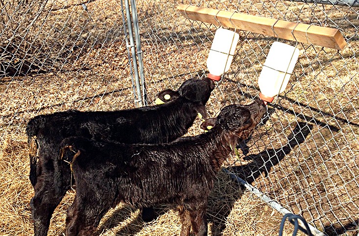 Two pairs of twin calves were born on the same day recently on Jerry and Ruth Wilbers' Cole County farm. The mothers each abandoned one of their two twins, which are shown bottle feeding.
