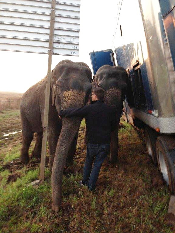 Elephants hold up tractor-trailer stuck on the muddy shoulder of a highway near Powhatan, Louisiana on Tuesday. The Natchitoches Parish Sheriff's Office says the truck was carrying three elephants from New Orleans to Dallas but got stuck when it pulled over onto the soft shoulder of Interstate 49. 