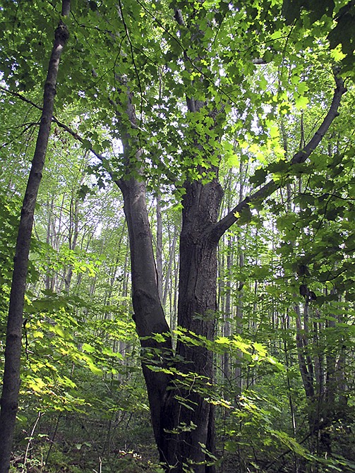 A mixed northern hardwoods forests whose understory is lush with diverse ferns, shrubs and flowering herbs, grows last year in Amherst, Massachusetts. A comprehensive report released Thursday by the New England Wild Flower Society shows much of New England's rich native flora is fighting for survival against increasing odds.