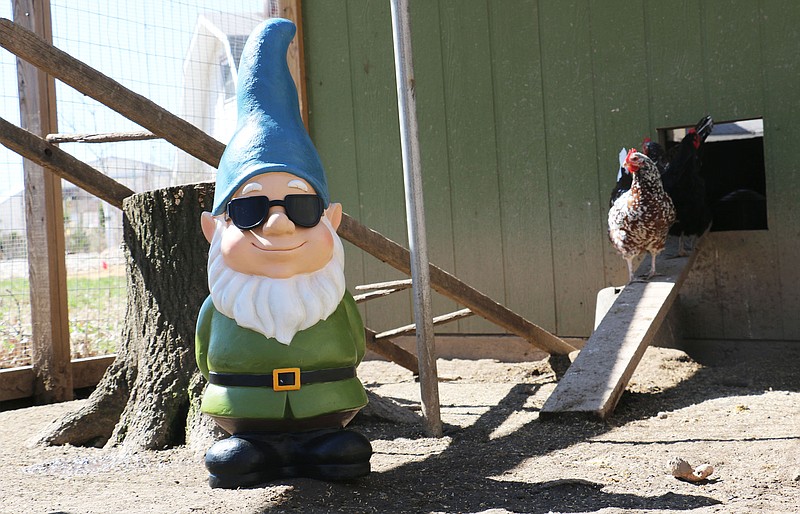 Henry Bellagnome poses for a photos with chickens at Callaway Fields Monday. Callaway Fields, a plant nursery in Auxvasse, turned 10 on Monday. Bellagnome is the newest mascot for Callaway County in an effort to promote businesses.