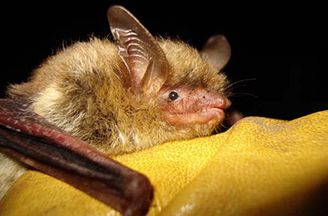 This undated file photo provided by the Wisconsin Department of Natural Resources shows a northern long-eared bat. The federal government is declaring the northern long-eared bat, one of North America's most widely distributed bats a threatened species because of the spread of the deadly fungal disease, white-nose syndrome. The syndrome was first was first discovered among bats in a cave near Albany, New York, in 2006. The U.S. Fish and Wildlife Service says the northern long-eared bat meets the criteria for a threatened species under the Endangered Species Act.