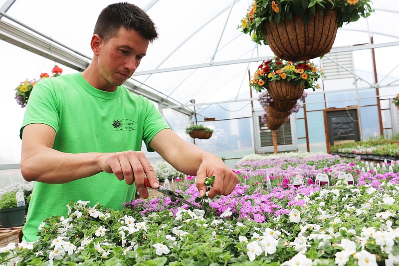John Graham trims plants in a greenhouse at Callaway Fields. The business opened 10 years ago this month.