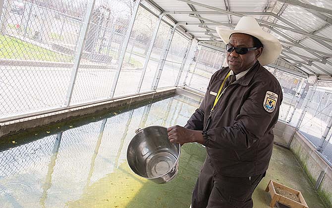David Hendrix, manager of the Neosho National Fish Hatchery, feeds Topeka shiners with brine shrimp Tuesday, March 31, 2015 in Neosho, Mo. The hatchery is involved in an effort to re-establish the fish, which has become an endangered species.