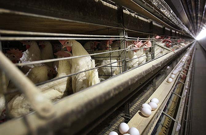 In this Nov. 16, 2009 file photo, chickens stand in their cages at a farm near Stuart, Iowa. Discovery of the bird flu on an Iowa turkey farm has raised serious concerns that the bird killer could find its way into chicken barns in the nation's top egg-producing state and rapidly decimate the flocks that provide the U.S. with its breakfast staple.