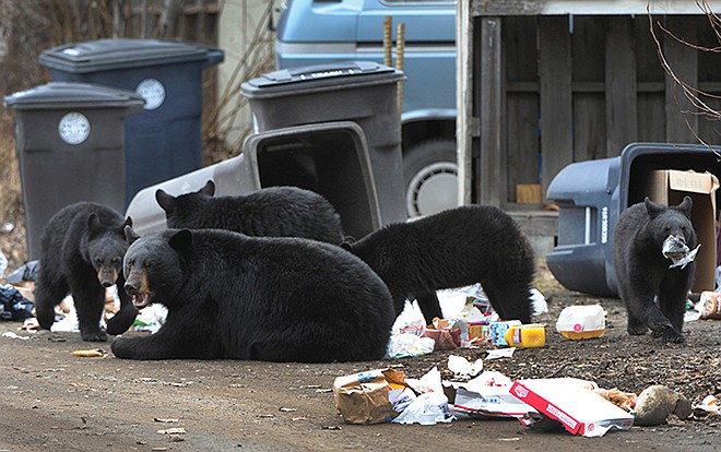 A black bear sow with four yearling cubs forage through garbage cans April 12, in an alley on Government Hill in Anchorage, Alaska. Residents believe the animals are the same bears that were in the area last summer.