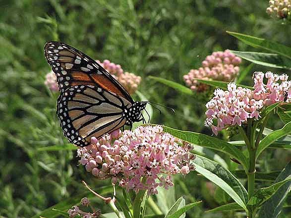 A monarch butterfly feeds from a swamp milkweed.
