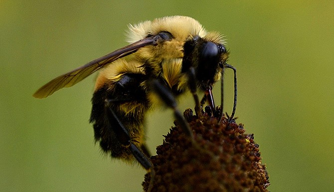 A bumblebee sits atop a gray-headed coneflower in Dauphin, Pennsylvania. A common pesticide is dramatically harming wild bees, according to a new in-the-field study outside experts say may shift the way the U.S. government looks at a controversial class of chemicals. 