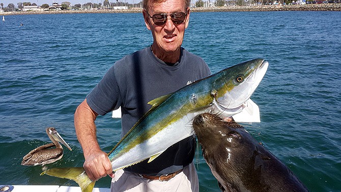 Dan Carlin is seen holding a recently-caught yellowtail April 5 at the moment a sea lion leaped up to grab the fish - and him - at Mission Bay in San Diego. Carlin, of San Diego, is still recovering more than three weeks after a sea lion leaped 7 feet from the water, locked onto his hand holding the fish and then yanked him overboard. 