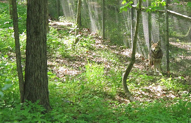 In this photo take April 29, 2015, a red wolf named Don prowls his enclosure at the Endangered Wolf Center near Eureka, Mo., southwest of St. Louis. The center striving to help repopulate the nation's numbers of endangered Mexican gray wolves and red wolves, is welcoming its latest puppy season without the site's Mexican gray matriarch Anna, who was one day shy of her 14th birthday when she died April 21, 2015. Anna birthed 41 pups in just four litters over a five-year stretch to 2008 -- an astounding feat, considering such broods are typically about four to seven. 