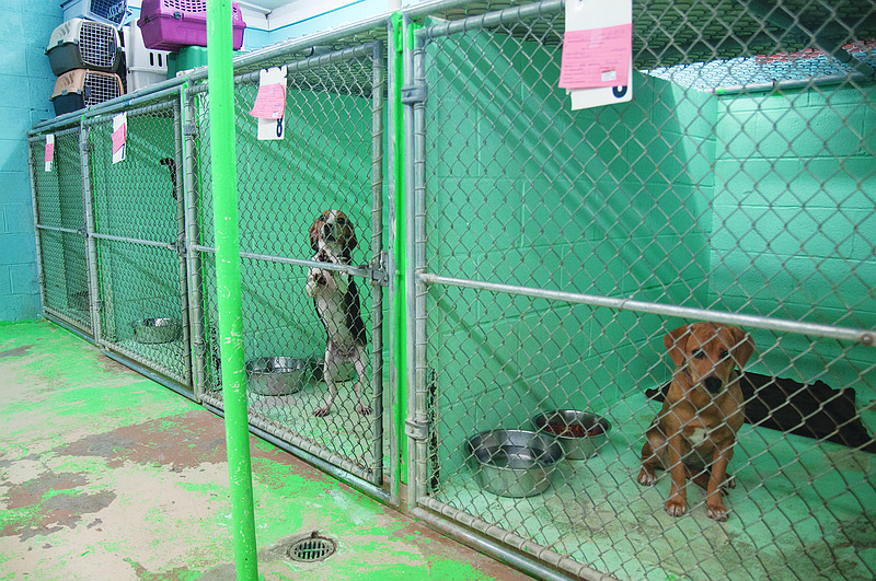 (From left to right) Sasha, a beagle, and Autumn, a Labrador mix, rest inside the Garrett Animal Shelter on in December 2013 after playing outside. Fulton's new facility, to be named the Sam and Daisy Animal Shelter, will be open for this public on Friday and Saturday. The new shelter will hold up to 40 dogs and 30 cats - triple the amount the current shelter can house, Animal Shelter Supervisor Tina Barnes previously told the Fulton Sun.