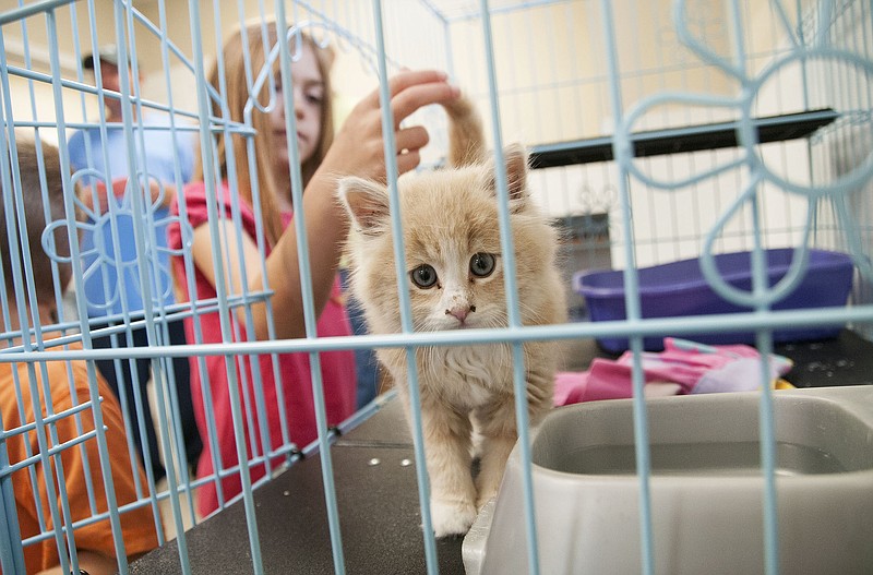 2015 FILE PHOTO: Breanna Gordon, 7 of Fulton, pets a kitten inside the Sam and Daisy Grabb Animal Shelter. 