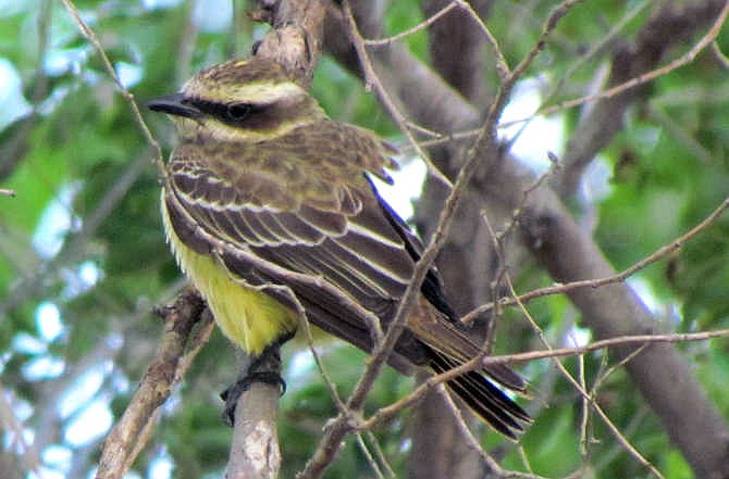 This undated photo provided by Scott Seltman shows a piratic flycatcher. The piratic flycatcher, a migratory bird that nests as far away as Argentina, has been seen as far north as New Mexico, Texas and Florida. But it never had been reported in Kansas until earlier this month, said Mike Rader, wildlife education coordinator for the Kansas Department of Wildlife, Parks and Tourism. 