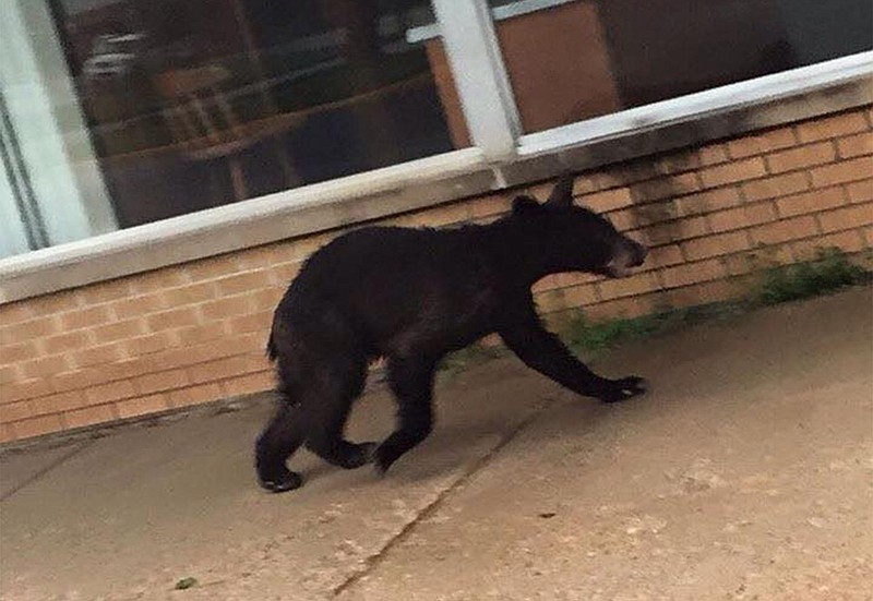 A black bear runs on E. 5th Street outside of Tom's Cleaners on Sunday around 8:00 p.m. Photo provided to the Fulton Sun by Ethan Livengood.