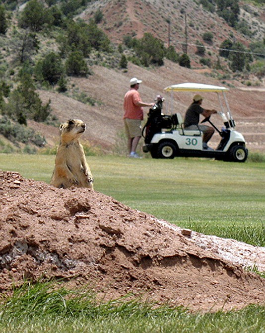 A prairie dog stands on a dirt mound as golfers play a round at the Cedar Ridge Golf Course in Cedar City, Utah. Nine states have stepped into a lawsuit over the Utah prairie dog to support a ruling that animal activists say threatens to undermine the Endangered Species Act. 