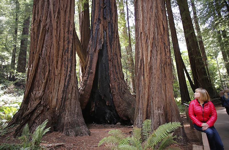 
Emily Burns, the Director of Science with Save the Redwoods League, sits near a cluster of Redwoods at the Muir Woods National Monument, in Mill Valley, Calif. An analyst has found that the tallest redwood tree in Muir Woods, at center, is 777 years old.  