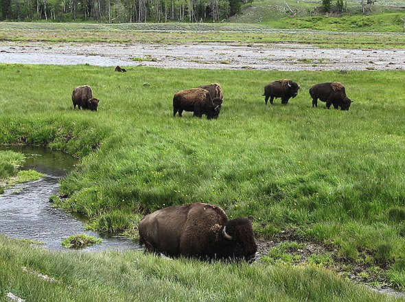 Bison graze near a stream in Yellowstone National Park in Wyoming. For the second time in three weeks, a bison has seriously injured a tourist in Yellowstone National Park.