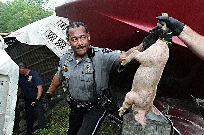 An officer passes off a pig after a semitrailer overturned on a highway carrying about 2,200 pigs this week in Xenia Township, near Dayton, Ohio.