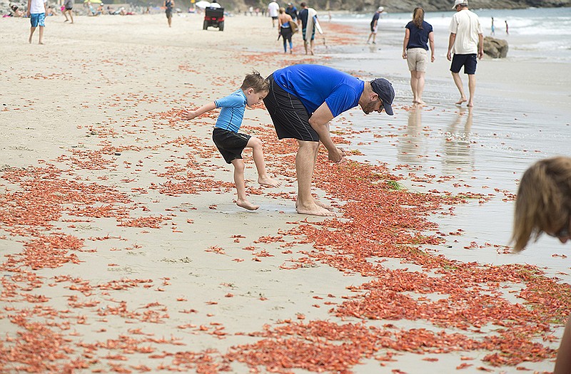 Beachgoers examine tiny tuna crabs washing ashore in Orange County, California.