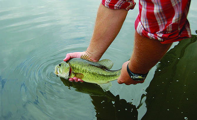 
Largemouth bass are exciting to catch on the surface during the summer.