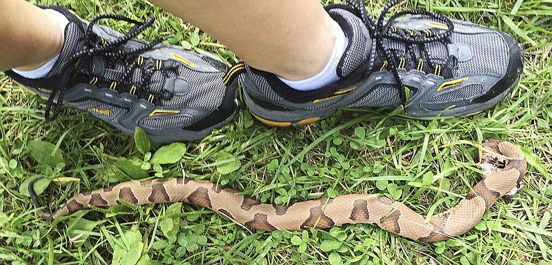 This copperhead snake, nearly the length of adult feet end-to-end with the head is tucked under the front part of the body, bity Doris Smith, 87, on the finger while she was picking up sticks in her yard last Saturday.