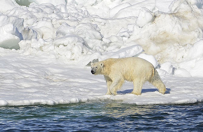 A polar bear dries off after taking a swim in the Chukchi Sea in Alaska. About a third of the world's polar bears could be in imminent danger from greenhouse gas emissions in as soon as a decade, a U.S. government report shows. 