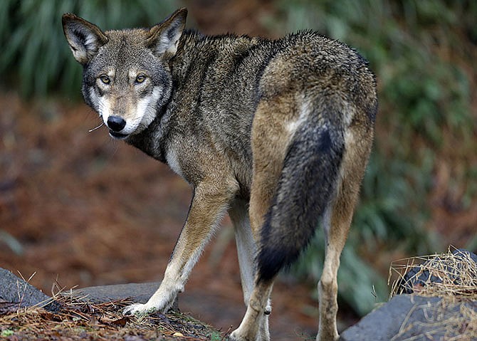 A male red wolf enjoys a feeding in it's habitat at the Museum of Life and Science in Durham, North Carolina. Federal officials said recently that they won't release any more endangered red wolves in eastern North Carolina while they study the viability of the only wild population of the species.