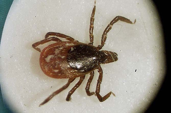 This March 2002 file photo shows a deer tick, capable of spreading Lyme disease, under a microscope at the University of Rhode Island in South Kingstown, R.I. According to a new government study published July 15, 2015, the geographic areas where Lyme disease is a bigger danger have grown dramatically. U.S. cases remain concentrated in the Northeast and upper Midwest. But now more areas in those regions are considered high risk. 