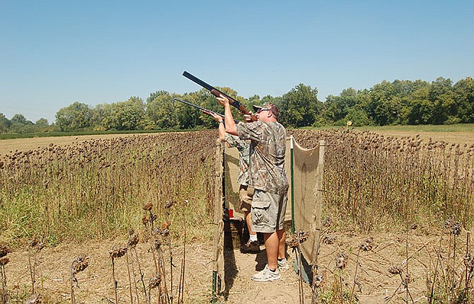 Dove hunters take aim from a makeshift blind in a patch of sunflowers. 